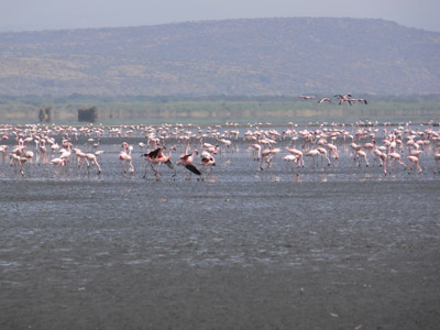 Flamingos Afrika